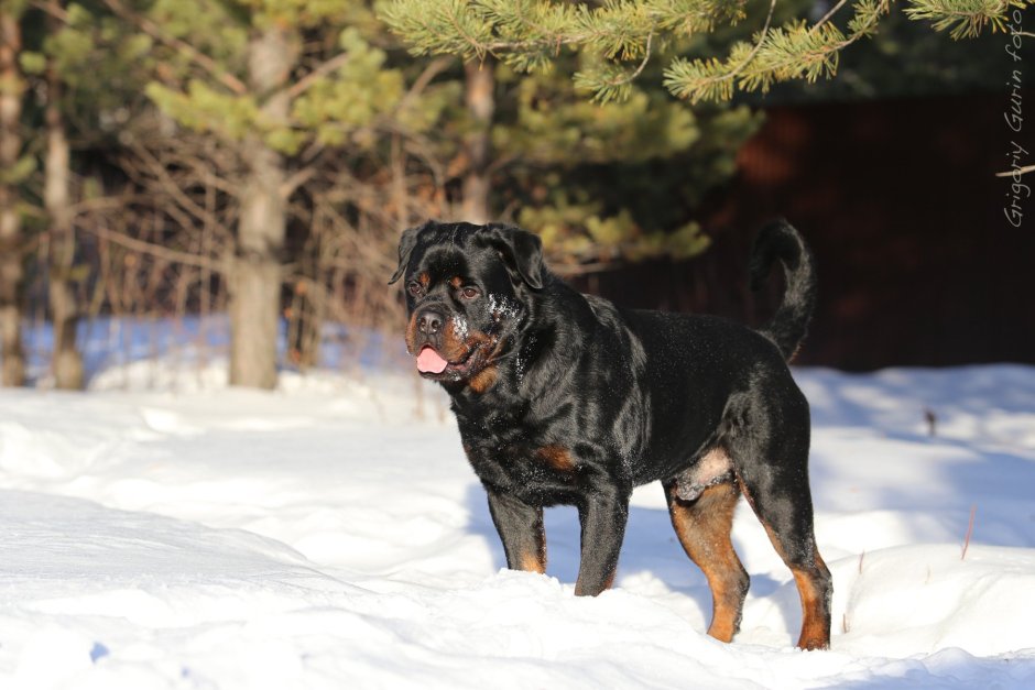 Метис спаниеля и ротвейлера