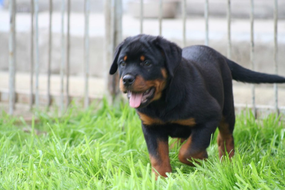 Метис таксы и ротвейлера