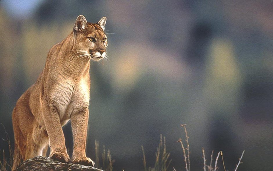 Grayscale Sun Lion