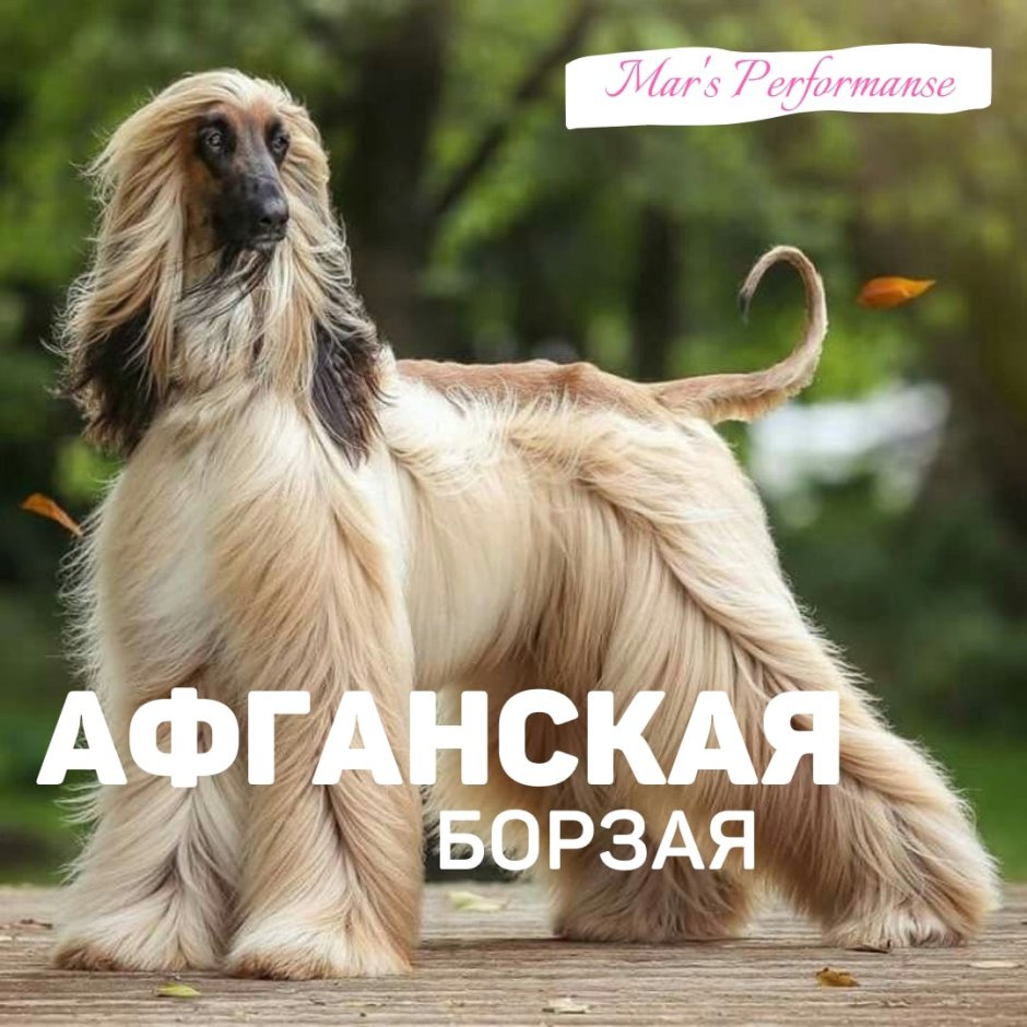 Собаки породы Афганская борзая