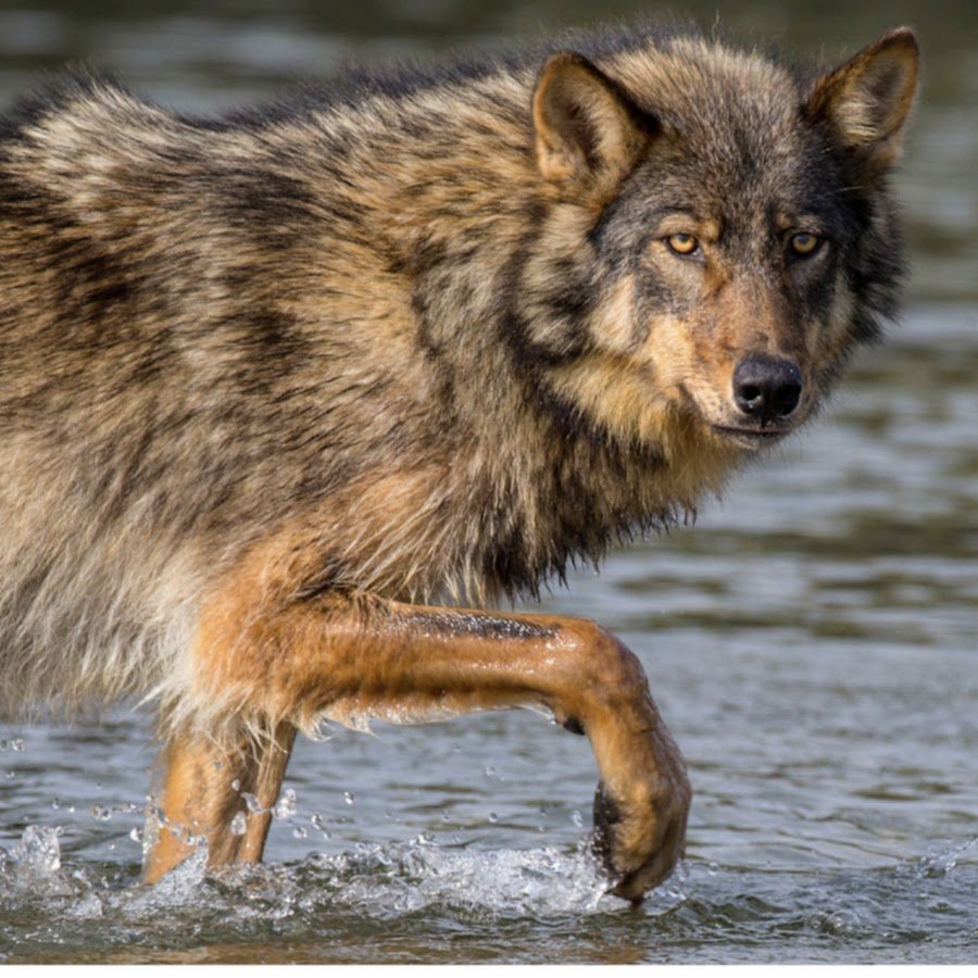 Волкособ русский вольфхунд