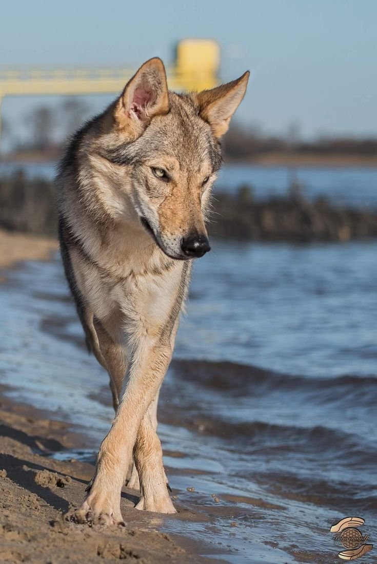 Волк и три волчонка