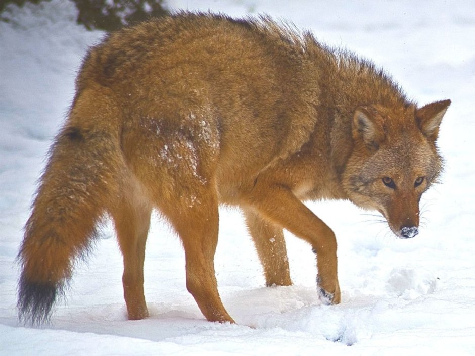 Койволк гибрид