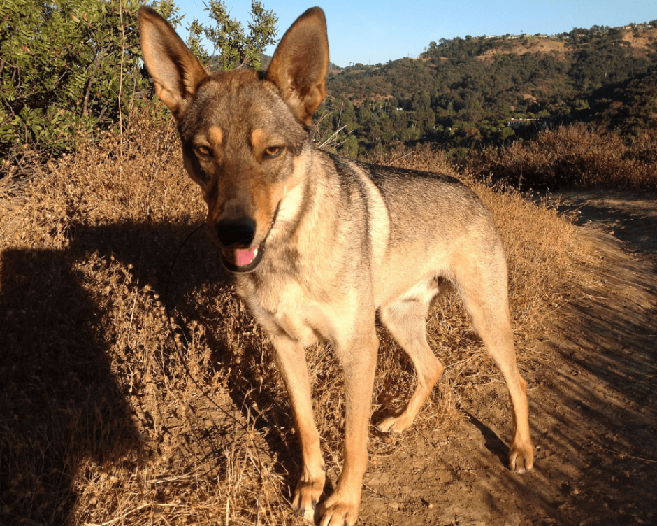 Смесь койота и собаки