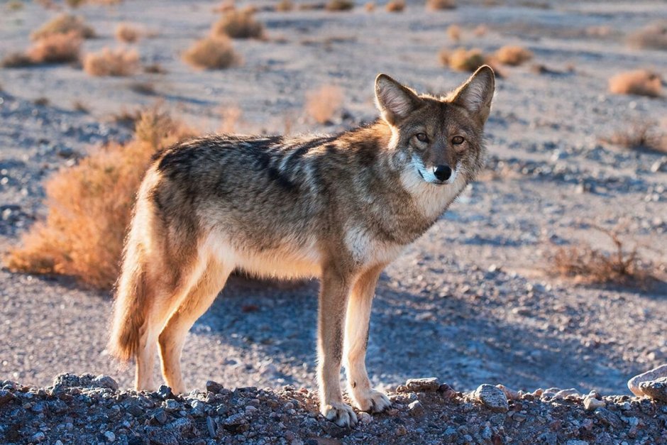 Койволк гибрид