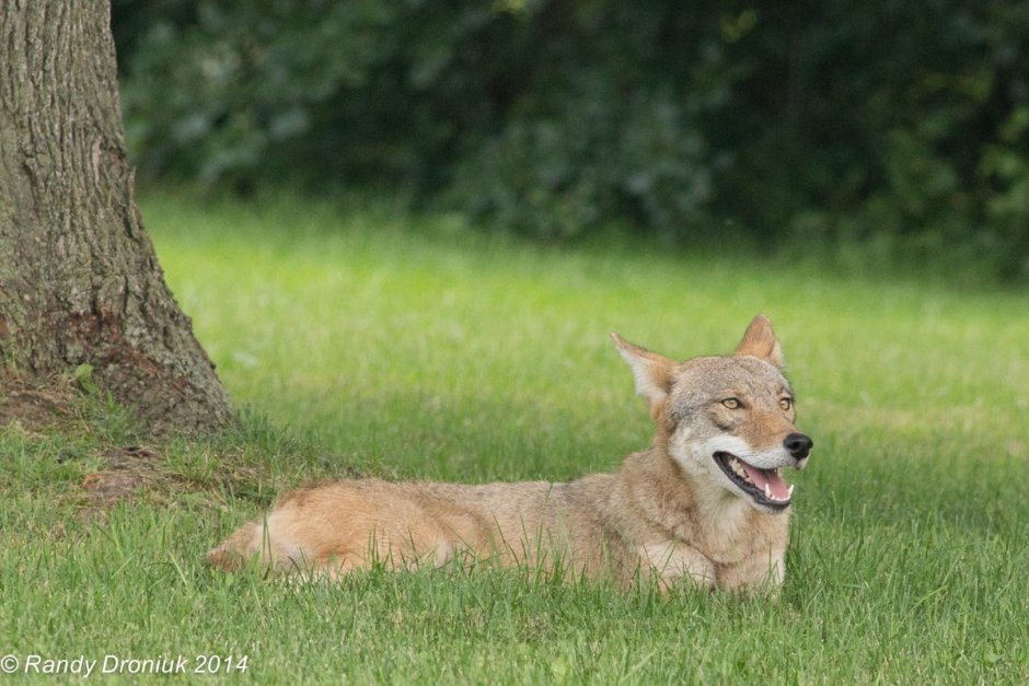 Дикие Лесные собаки