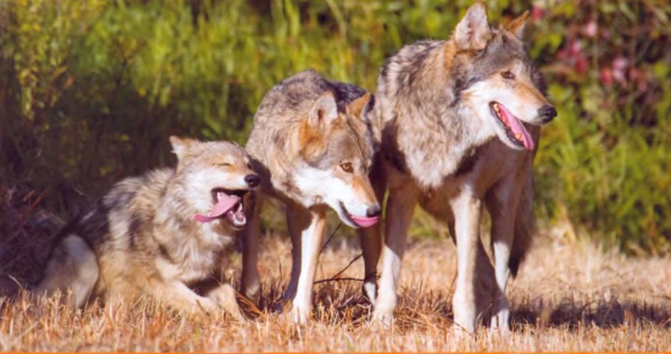 Лисоволк волколис