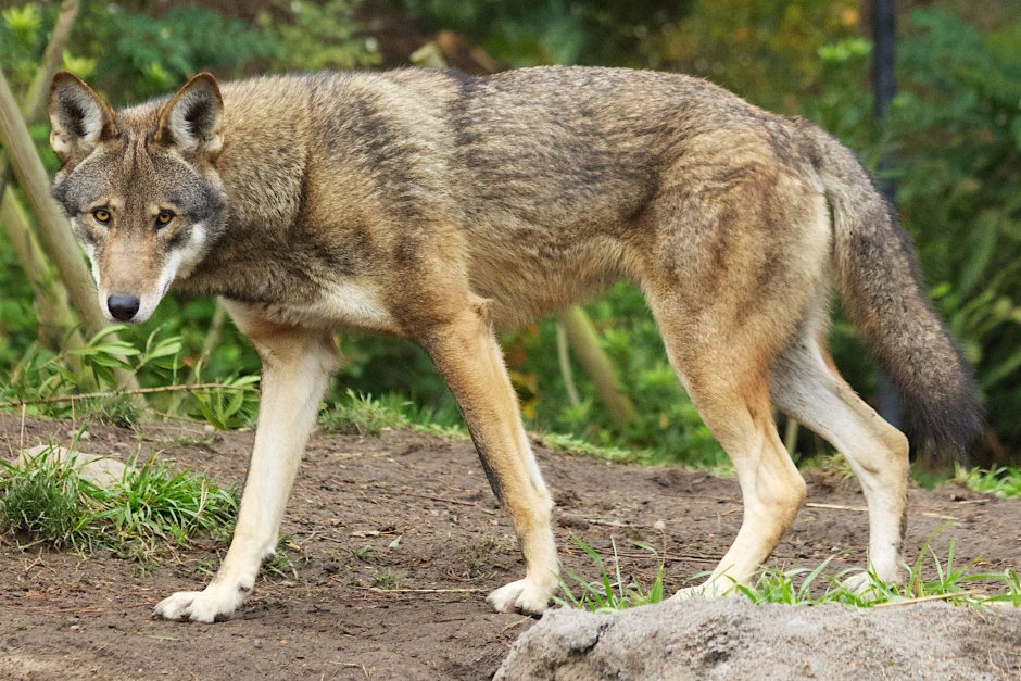 Луговой волк canis Latrans
