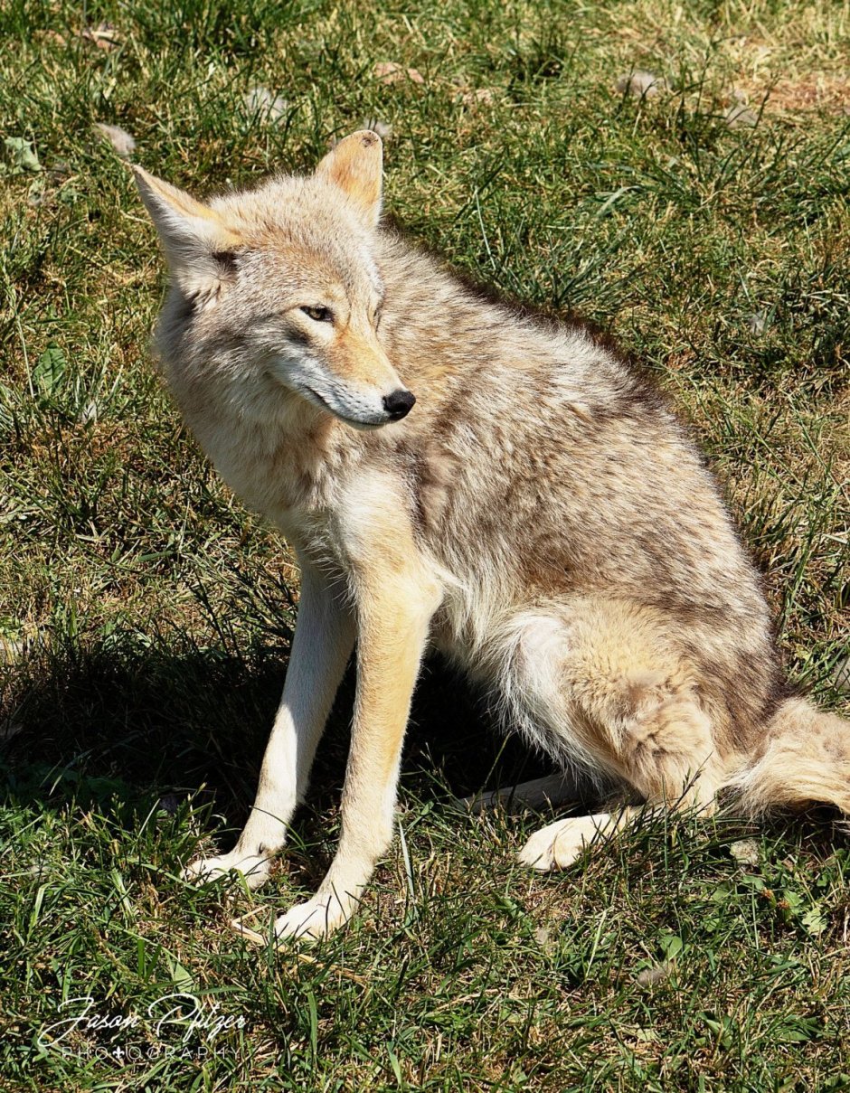 Гибрид собаки и койота