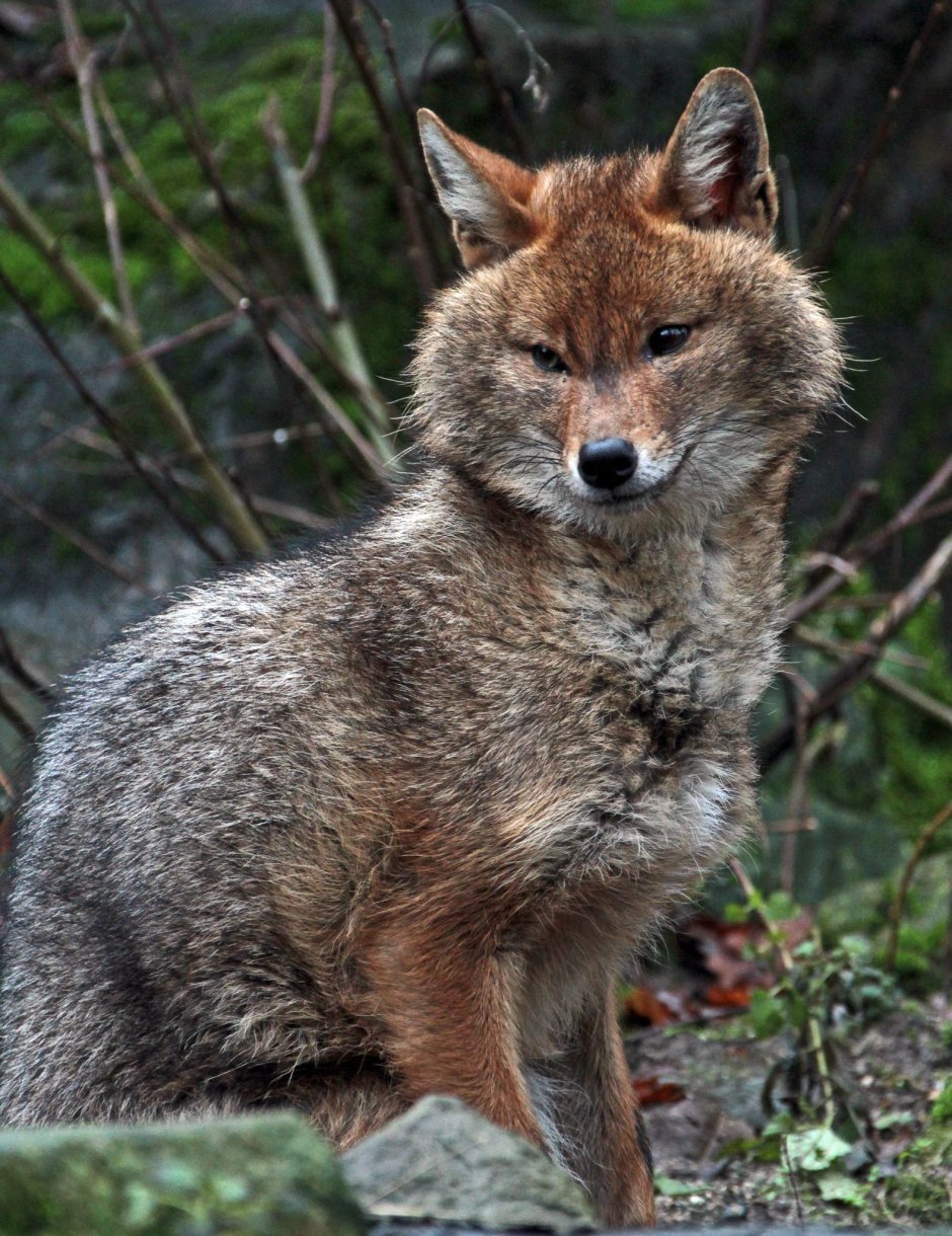Помесь койота и волка