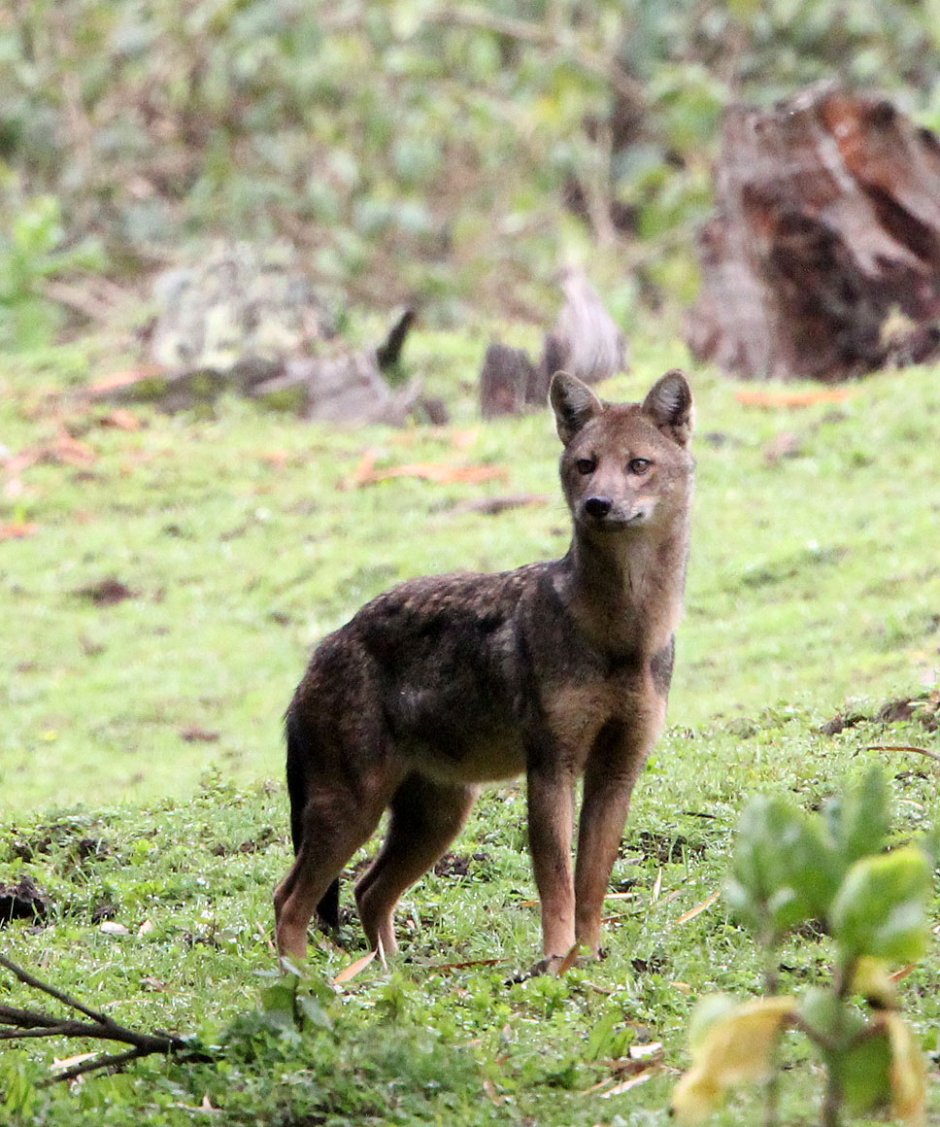 Койот фото животное