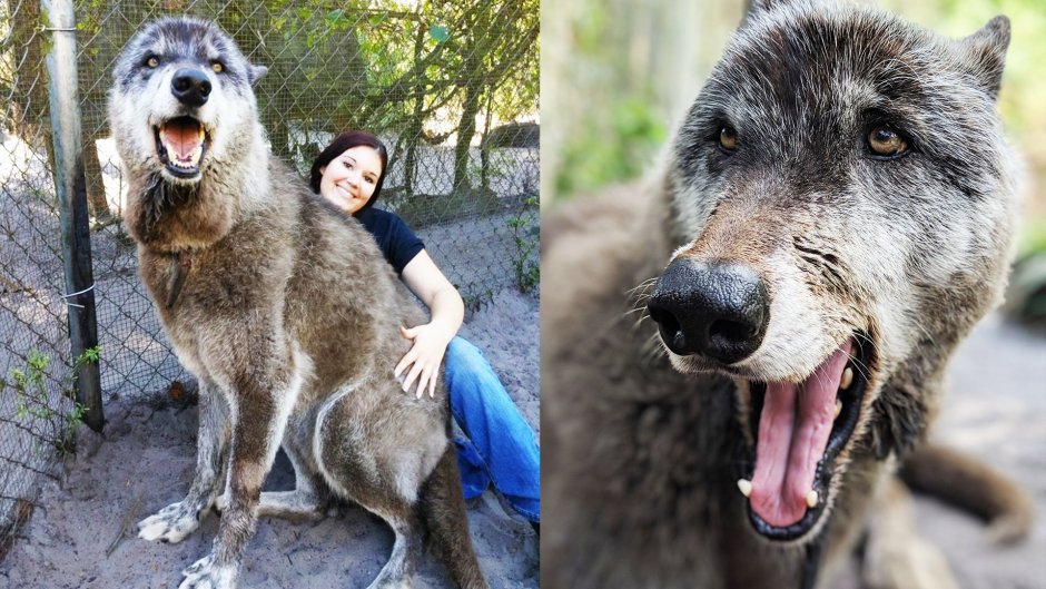 Порода собак волкособ гибрид волка