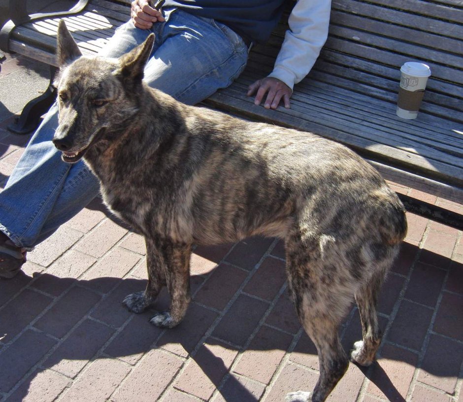 Древо собак от Волков