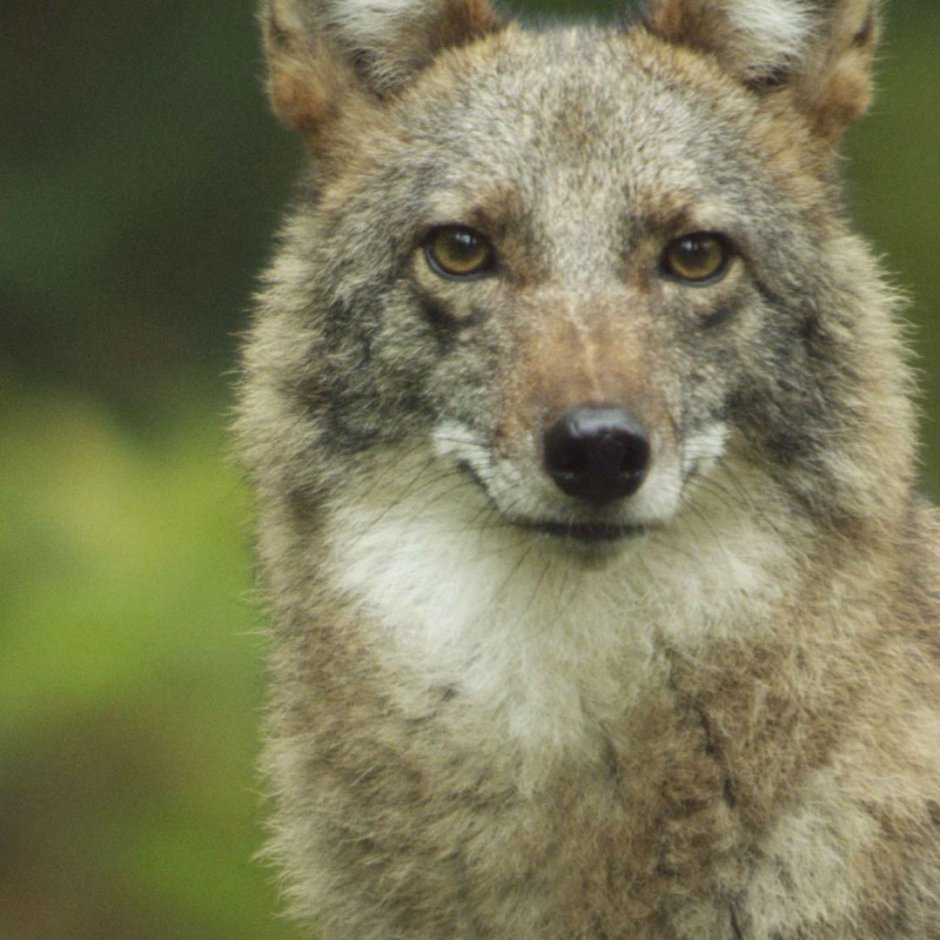 Собака койот порода