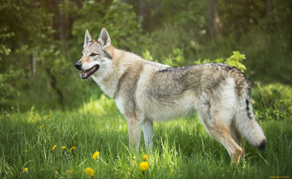 Койот отличие от волка