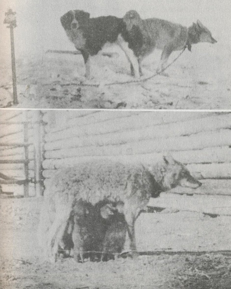 Койоты Мексика