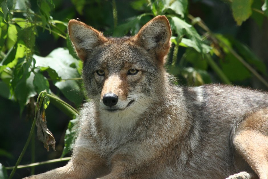 Американская овчарка лютоволк