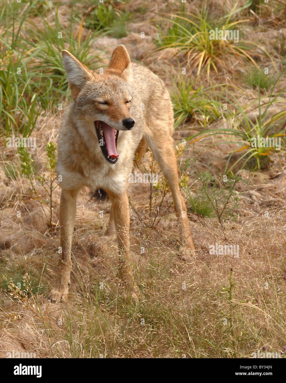 Гибрид собаки и койота