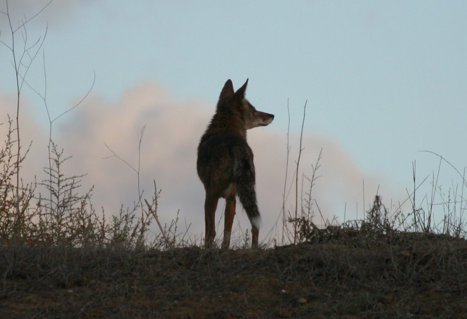 Красный волк