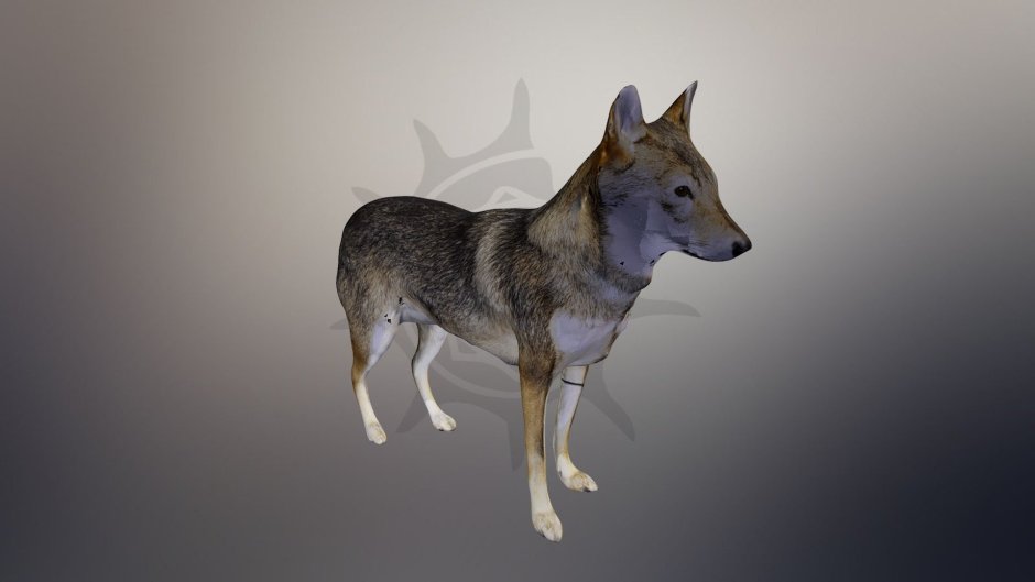 Гравистый волк с д лапа