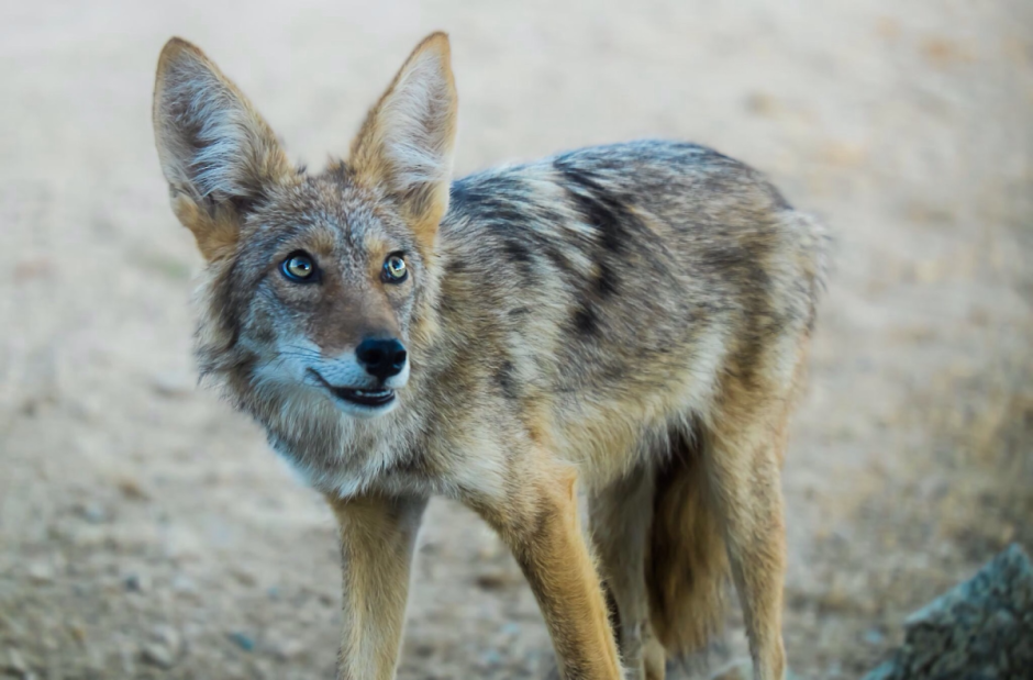 Берингийский волк