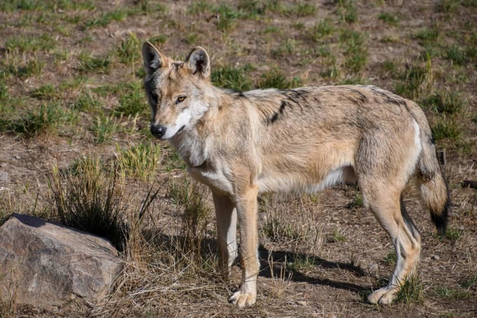Волкособ гибрид волка и собаки