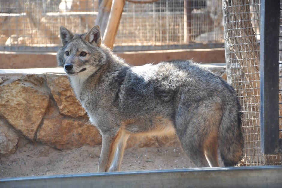 Волкособ Юки