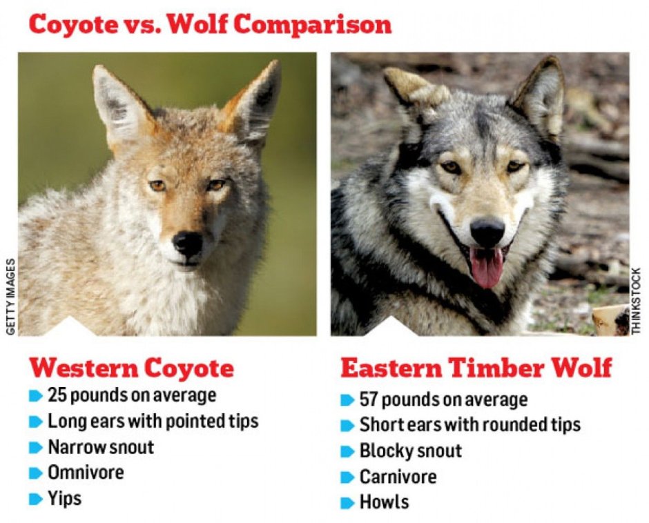 Эфиопский Гривистый волк