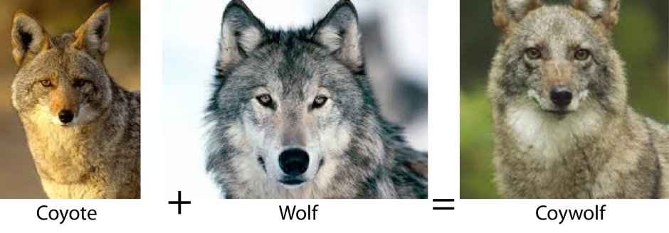 Волкособ белый