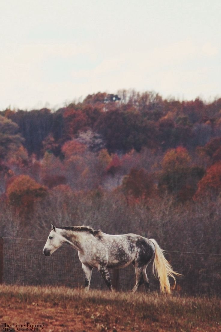 Лошади в поле Эстетика