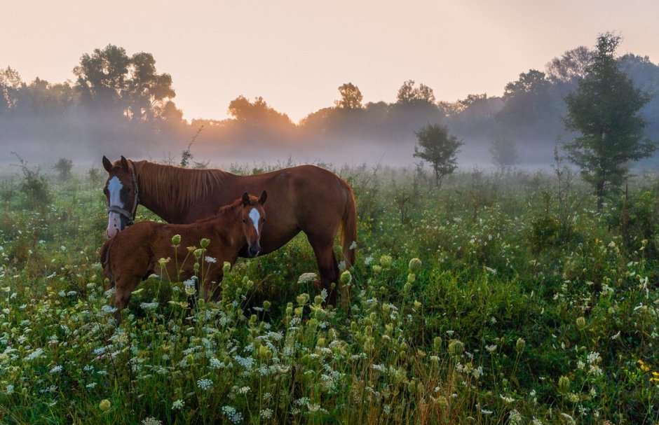 Луг с лошадьми
