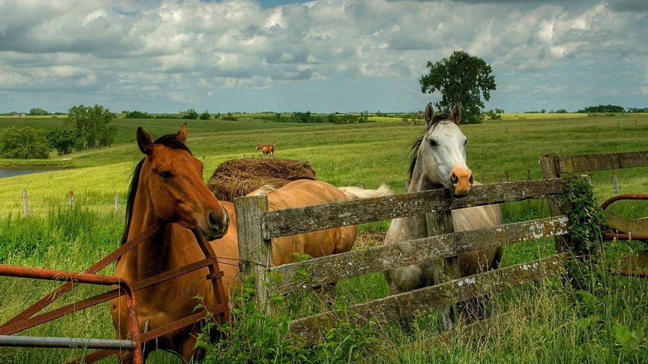 Лошадь в деревне