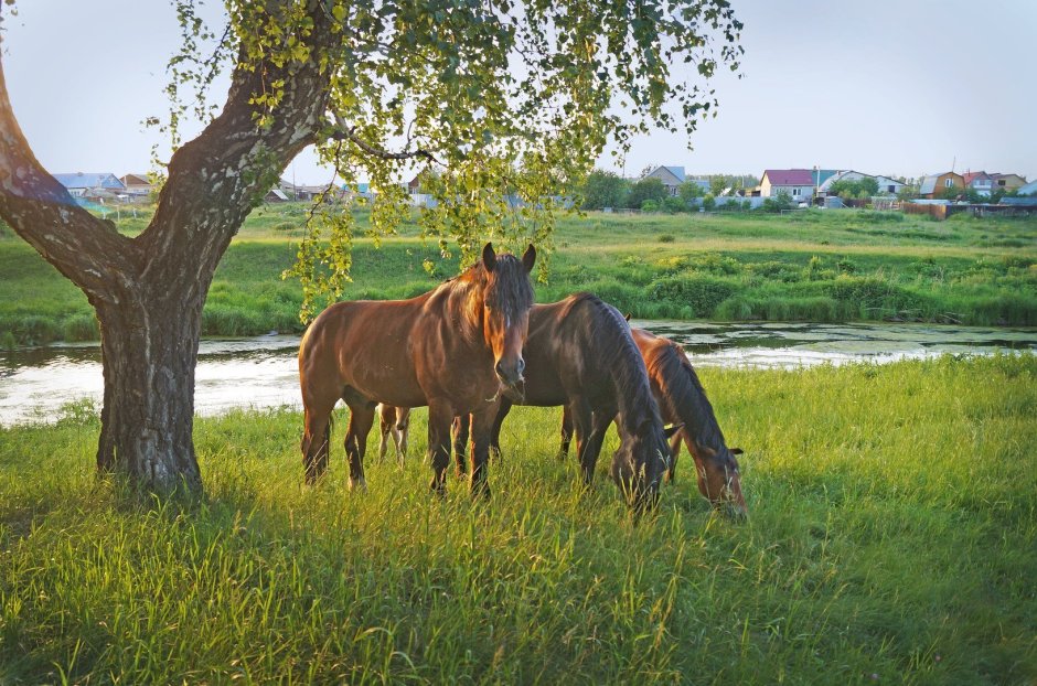 Деревенский пейзаж с лошадьми