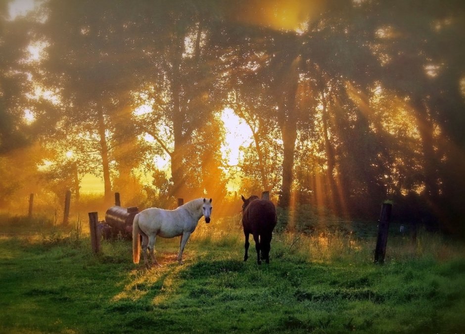 Лошадь в поле на рассвете