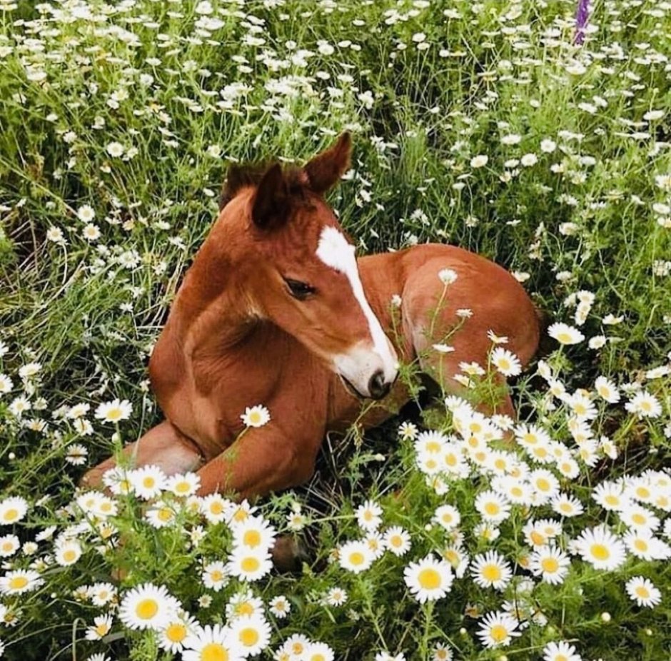 Конь ромашки