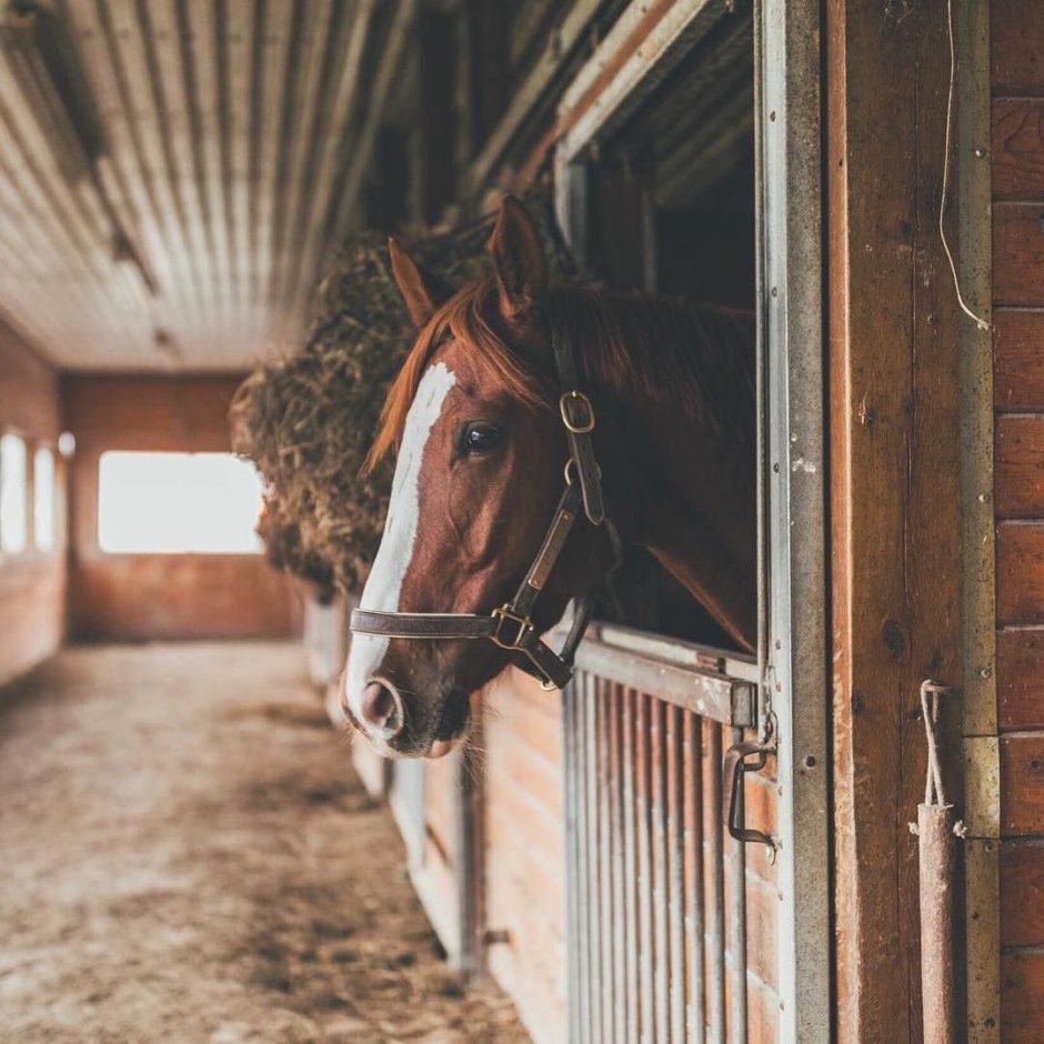 Конюшня Эстетика