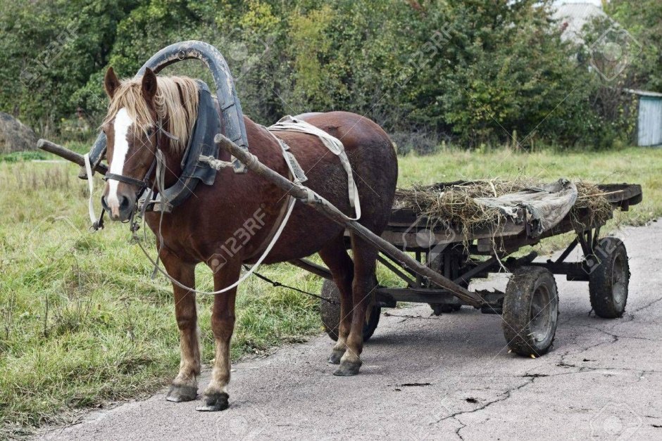 Упряжь лошади в телеге