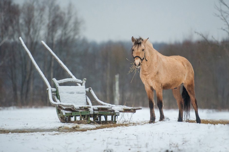 Лошади в деревне зимой