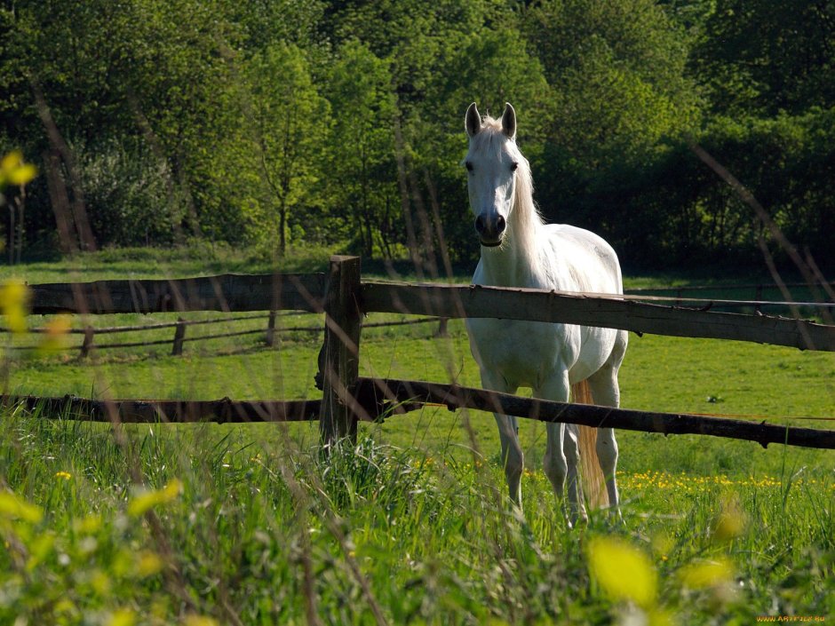 Конь в деревне