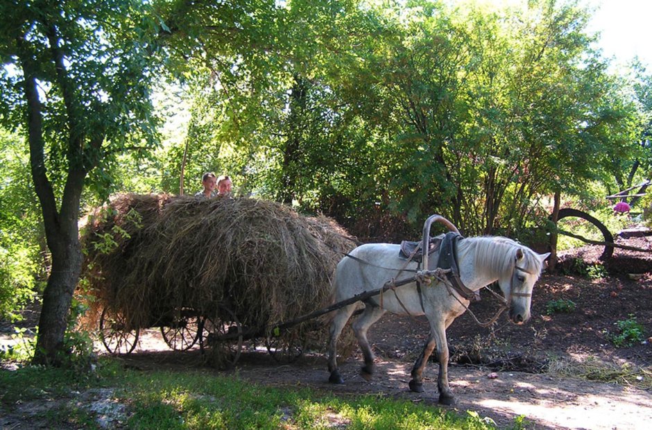 Животные в деревне