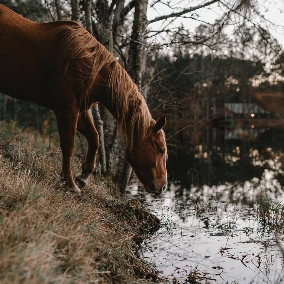 Эстетика деревни с лошадьми