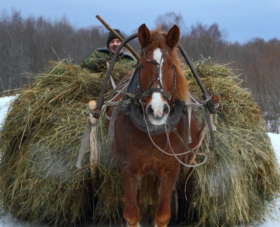 Деревенский конь