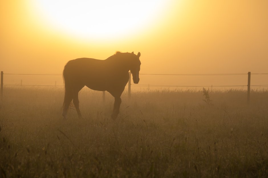 Лошади на рассвете