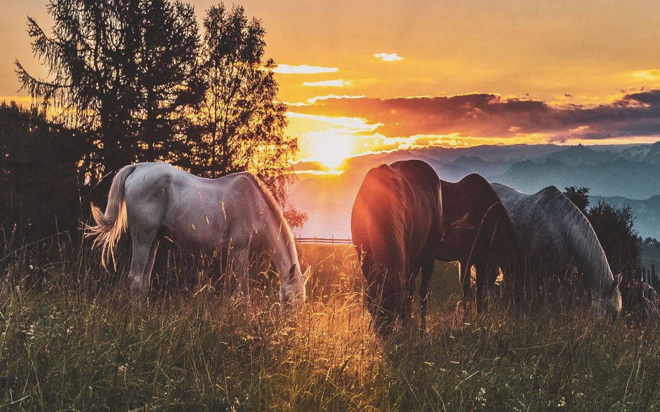 Табун лошадей на закате