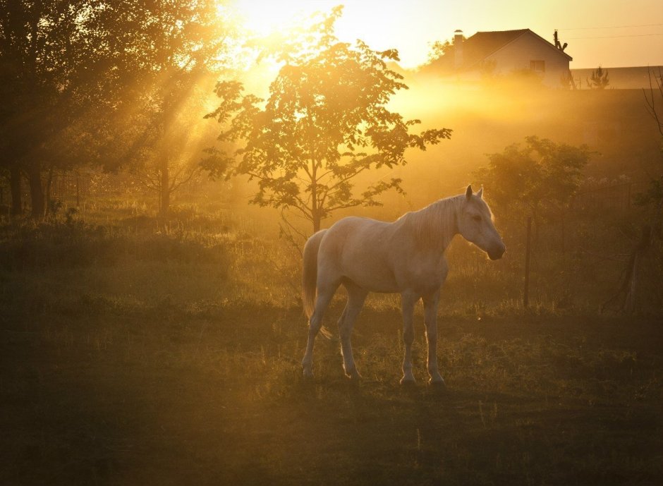 Лошади на рассвете