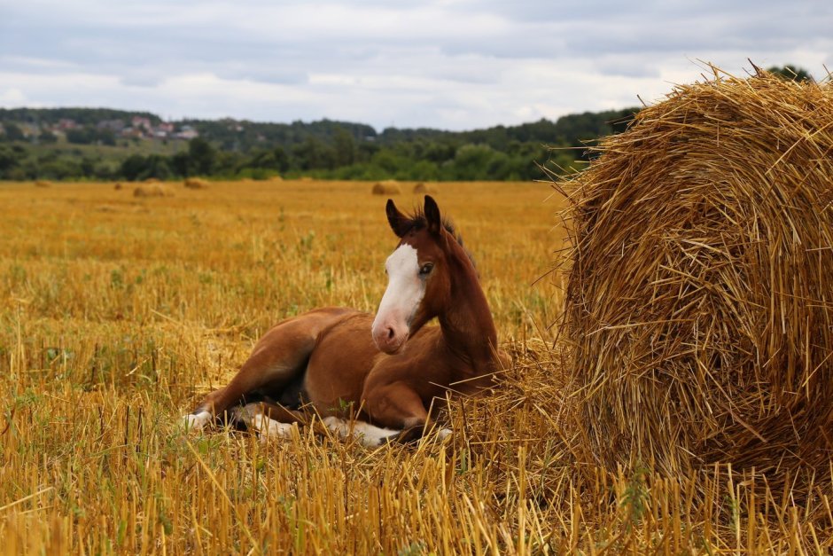 Сено для лошадей