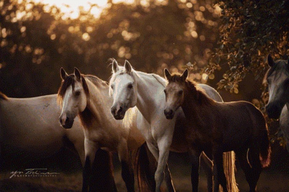 Табун лошадей на закате