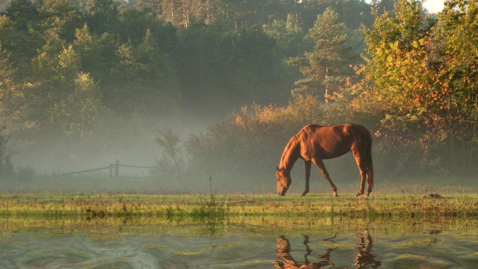Лошади на лугу в тумане