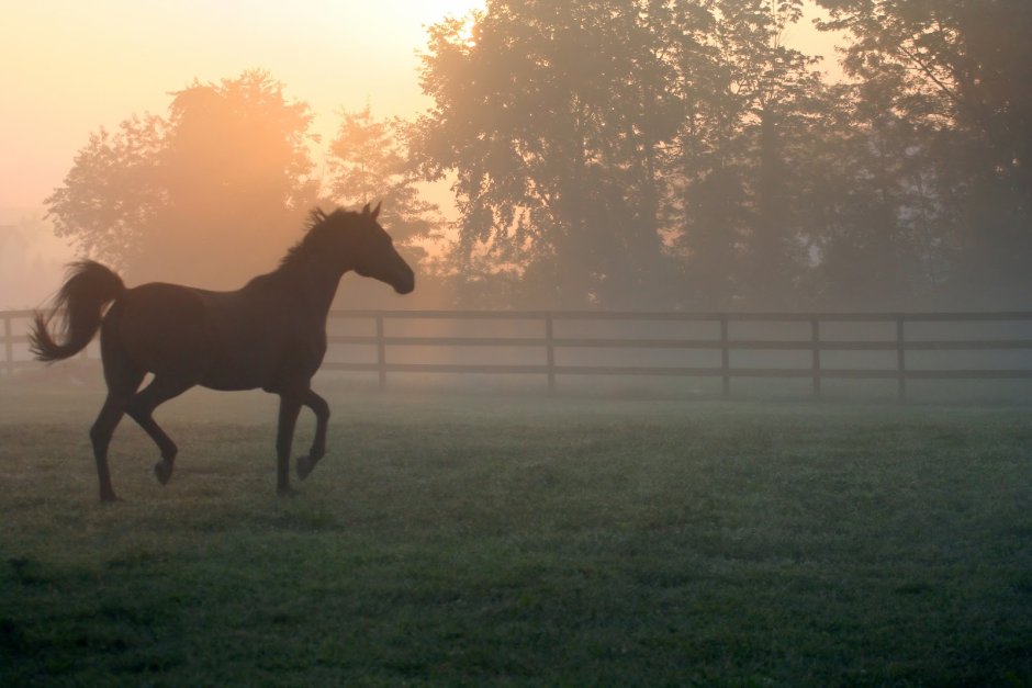 Лошадь в тумане Эстетика
