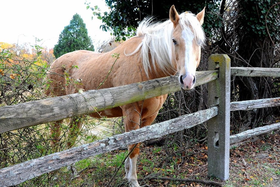 Конь в загоне